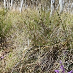 Hovea heterophylla at Gundaroo, NSW - 23 Aug 2023 10:34 AM