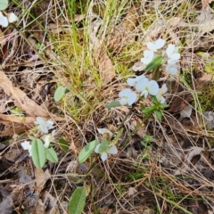 Hovea heterophylla at Gundaroo, NSW - 23 Aug 2023 10:34 AM