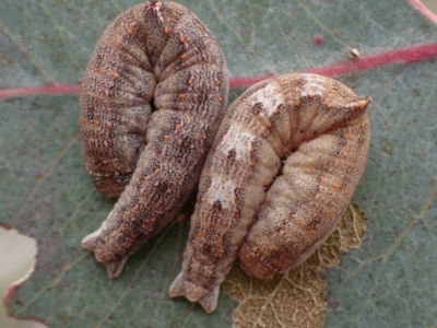 Mnesampela comarcha (Dry-leaf Gum Moth) at Majura, ACT - 23 Aug 2023 by Evie