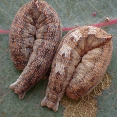 Mnesampela comarcha (Dry-leaf Gum Moth) at P11 - 23 Aug 2023 by Evie