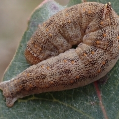 Mnesampela comarcha at Majura, ACT - 23 Aug 2023