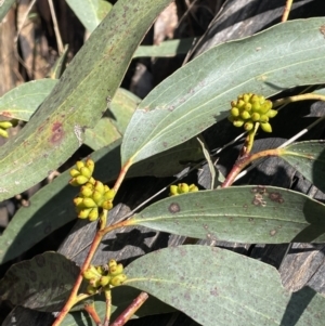 Eucalyptus pauciflora subsp. pauciflora at Kowen, ACT - 23 Aug 2023