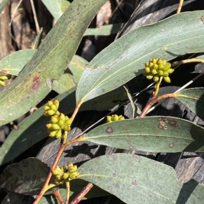 Eucalyptus pauciflora subsp. pauciflora (White Sally, Snow Gum) at Kowen Woodland - 23 Aug 2023 by JaneR