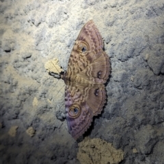 Speiredonia spectans (Granny's Cloak Moth) at Lynam, QLD - 19 Aug 2023 by RobynHall