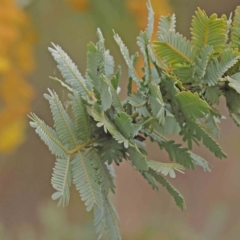 Acacia baileyana (Cootamundra Wattle, Golden Mimosa) at Bruce Ridge to Gossan Hill - 21 Aug 2023 by ConBoekel