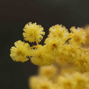 Acacia baileyana at Bruce, ACT - 21 Aug 2023