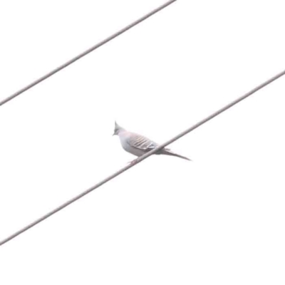 Ocyphaps lophotes (Crested Pigeon) at Bruce Ridge to Gossan Hill - 21 Aug 2023 by ConBoekel