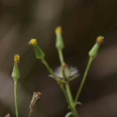 Senecio sp. (A Fireweed) at Bruce, ACT - 21 Aug 2023 by ConBoekel