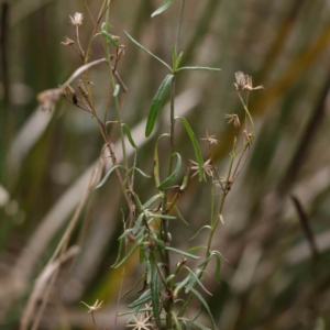 Senecio sp. at Bruce, ACT - 21 Aug 2023