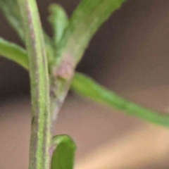 Senecio sp. at Bruce, ACT - 21 Aug 2023