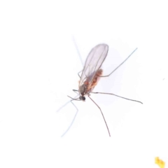 Chironomidae (family) (Non-biting Midge) at Bruce Ridge to Gossan Hill - 21 Aug 2023 by ConBoekel