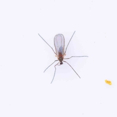 Cecidomyiidae (family) at Bruce, ACT - 21 Aug 2023 12:47 PM