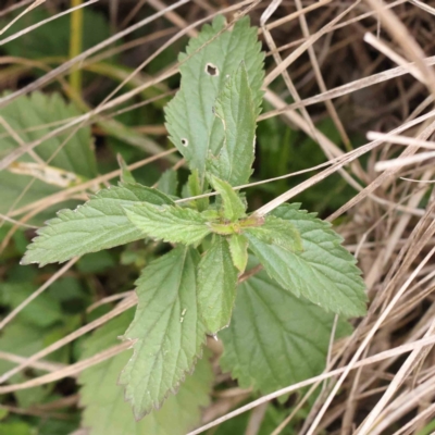 Verbena incompta (Purpletop) at Bruce, ACT - 21 Aug 2023 by ConBoekel