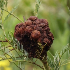 Uromycladium sp. (A gall forming rust fungus) at Bruce Ridge to Gossan Hill - 21 Aug 2023 by ConBoekel