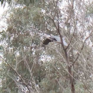 Callocephalon fimbriatum at Bruce, ACT - suppressed