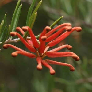 Grevillea sp. at Aranda, ACT - 21 Aug 2023 11:56 AM