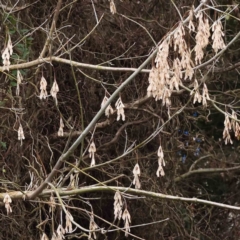 Fraxinus sp. (An Ash) at Bruce, ACT - 21 Aug 2023 by ConBoekel