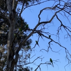 Polytelis swainsonii (Superb Parrot) at Wanniassa, ACT - 24 Aug 2023 by jks