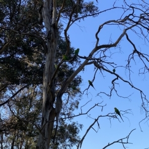 Polytelis swainsonii at Wanniassa, ACT - 24 Aug 2023