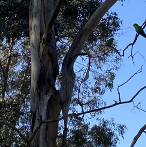 Polytelis swainsonii at Wanniassa, ACT - suppressed