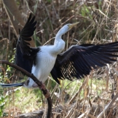 Anhinga novaehollandiae (Australasian Darter) at Point Hut to Tharwa - 24 Aug 2023 by RodDeb