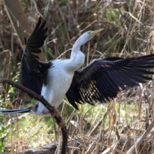 Anhinga novaehollandiae at Tuggeranong, ACT - 24 Aug 2023