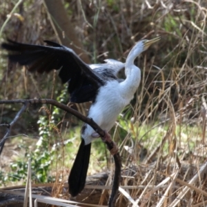 Anhinga novaehollandiae at Tuggeranong, ACT - 24 Aug 2023