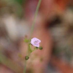 Drosera auriculata at Moruya, NSW - suppressed