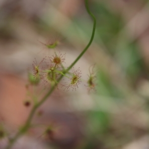 Drosera auriculata at Moruya, NSW - suppressed