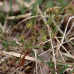 Drosera auriculata at Moruya, NSW - suppressed