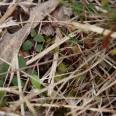 Drosera auriculata at Moruya, NSW - suppressed
