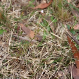 Drosera auriculata at Moruya, NSW - suppressed