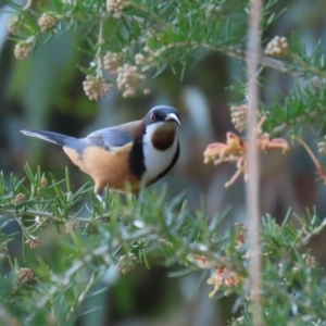 Acanthorhynchus tenuirostris at Tuggeranong, ACT - 24 Aug 2023