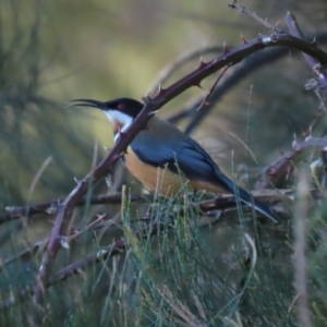 Acanthorhynchus tenuirostris at Tuggeranong, ACT - 24 Aug 2023