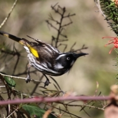 Phylidonyris novaehollandiae (New Holland Honeyeater) at Tuggeranong, ACT - 24 Aug 2023 by RodDeb