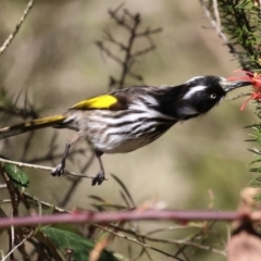 Phylidonyris novaehollandiae at Tuggeranong, ACT - 24 Aug 2023