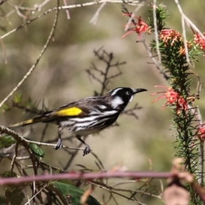 Phylidonyris novaehollandiae at Tuggeranong, ACT - 24 Aug 2023