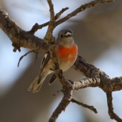 Petroica boodang (Scarlet Robin) at Tuggeranong, ACT - 24 Aug 2023 by RodDeb