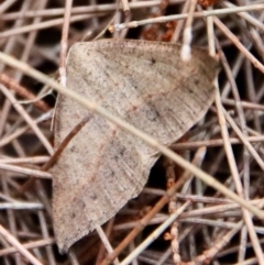 Taxeotis perlinearia by LisaH