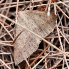 Taxeotis perlinearia at Moruya, NSW - 24 Aug 2023 by LisaH