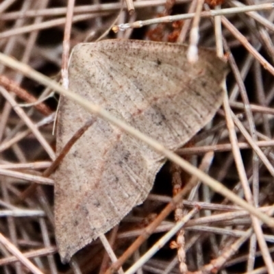 Taxeotis perlinearia by LisaH