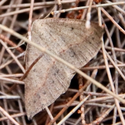 Taxeotis perlinearia at Moruya, NSW - 24 Aug 2023 by LisaH