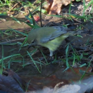 Acanthiza nana at Tuggeranong, ACT - 24 Aug 2023