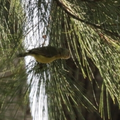 Acanthiza nana at Tuggeranong, ACT - 24 Aug 2023