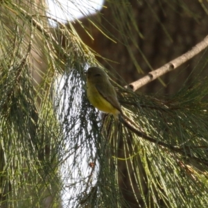 Acanthiza nana at Tuggeranong, ACT - 24 Aug 2023