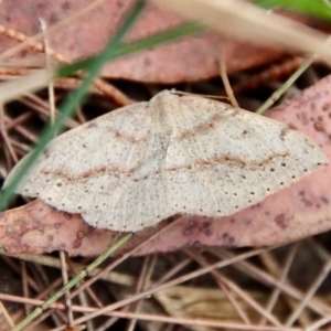 Taxeotis perlinearia at Moruya, NSW - suppressed