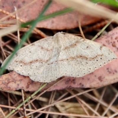 Taxeotis perlinearia (Spring Taxeotis) at Moruya, NSW - 24 Aug 2023 by LisaH