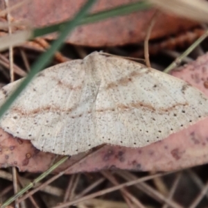 Taxeotis perlinearia at Moruya, NSW - suppressed