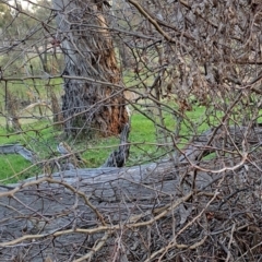 Crataegus monogyna (Hawthorn) at Majura, ACT - 24 Aug 2023 by abread111