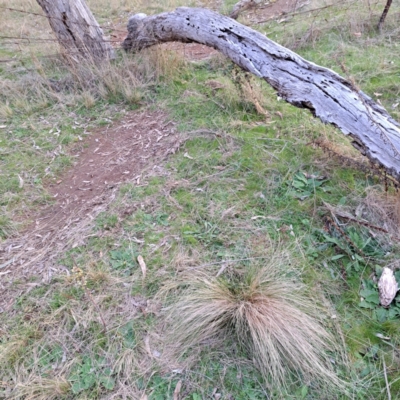 Nassella trichotoma (Serrated Tussock) at Majura, ACT - 24 Aug 2023 by abread111